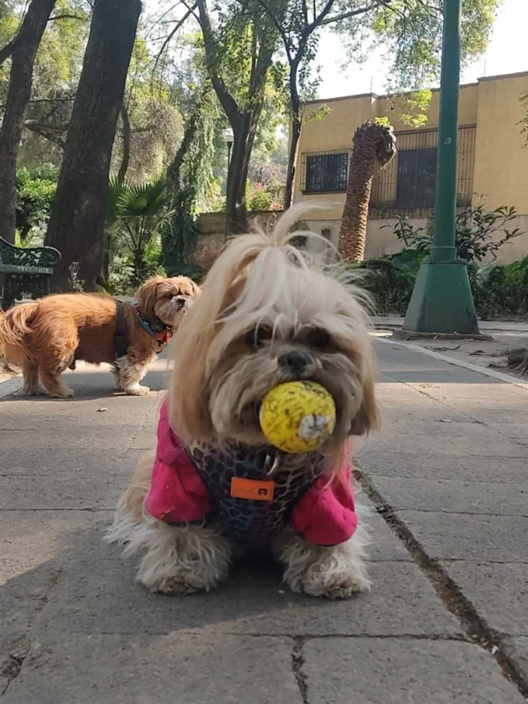 pelotas para perro